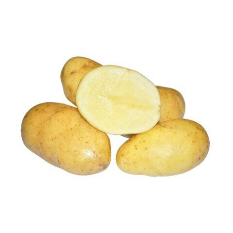 Сорт картофеля Крепыш: описание и характеристики, фото, отзывы
