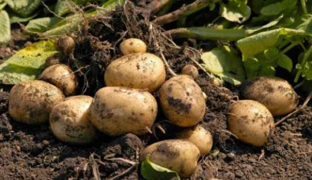 Картофель сорт Лилея: характеристика и описание, фото, отзывы