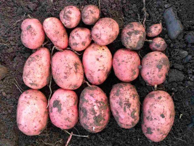 Сорт картофеля Спиридон: характеристика, отзывы, фото