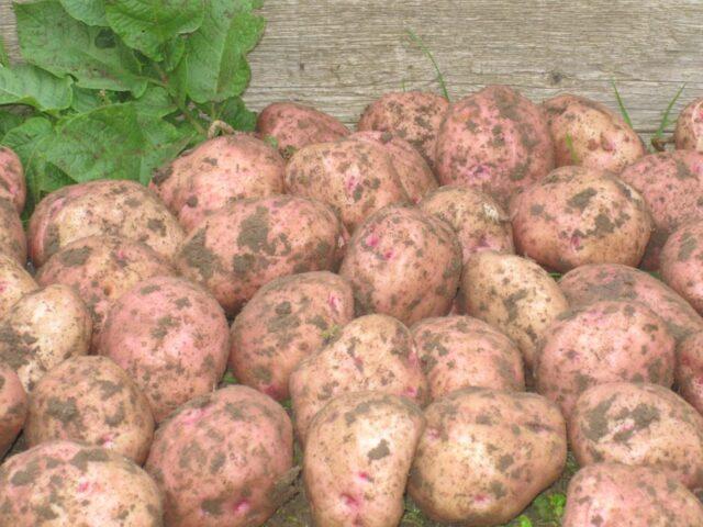 Сорт картофеля Спиридон: характеристика, отзывы, фото