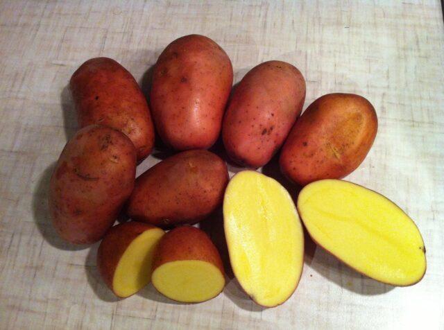 Сорт картофеля Раннее утро: характеристика, фото, отзывы