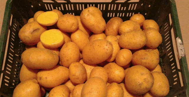 Сорт картофеля Мадейра: характеристика, фото, отзывы