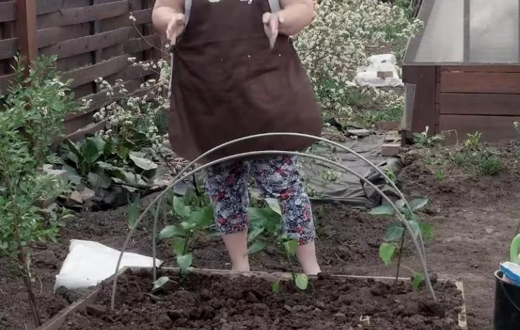 Как вырастить перец в открытом грунте: обеспечьте растениям комфортные условия в саду