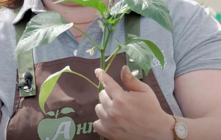 Как вырастить перец в открытом грунте: обеспечьте растениям комфортные условия в саду
