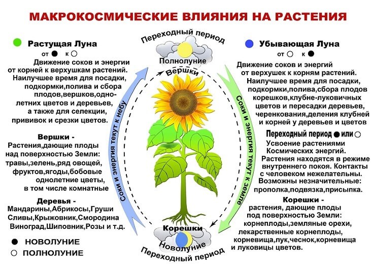 Лунный календарь с комнатными растениями и цветами на сентябрь 2022 года