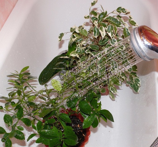 Горячий душ для растений Да-да,