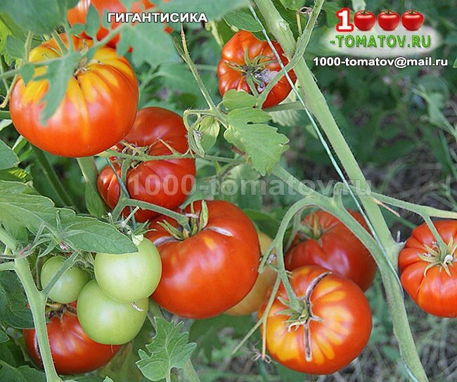 Томат Адонис Характеристика И Отзывы Фото